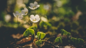 野生花草植物非主流摄影图片